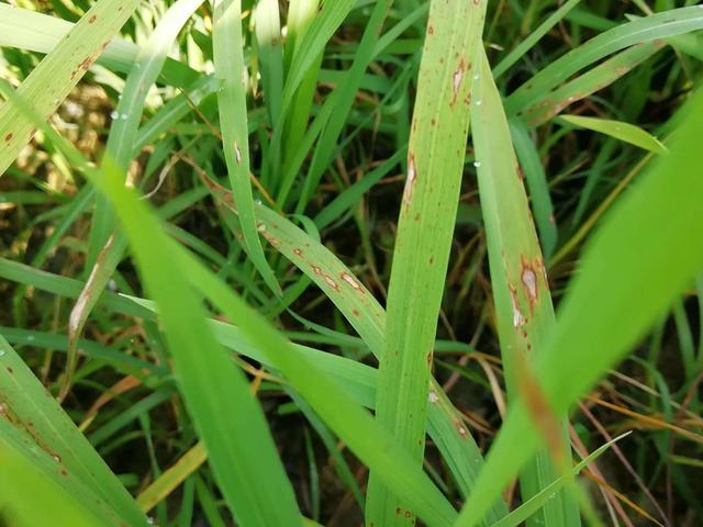 水稻的稻瘟病发生症状有哪些如何防治