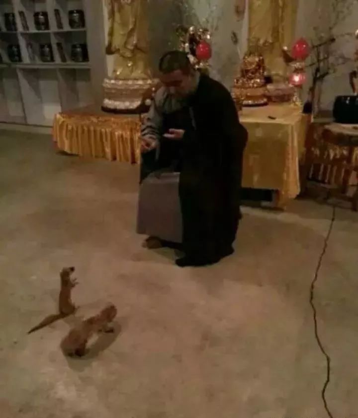 被误读的黄鼠狼也许需要一次正名