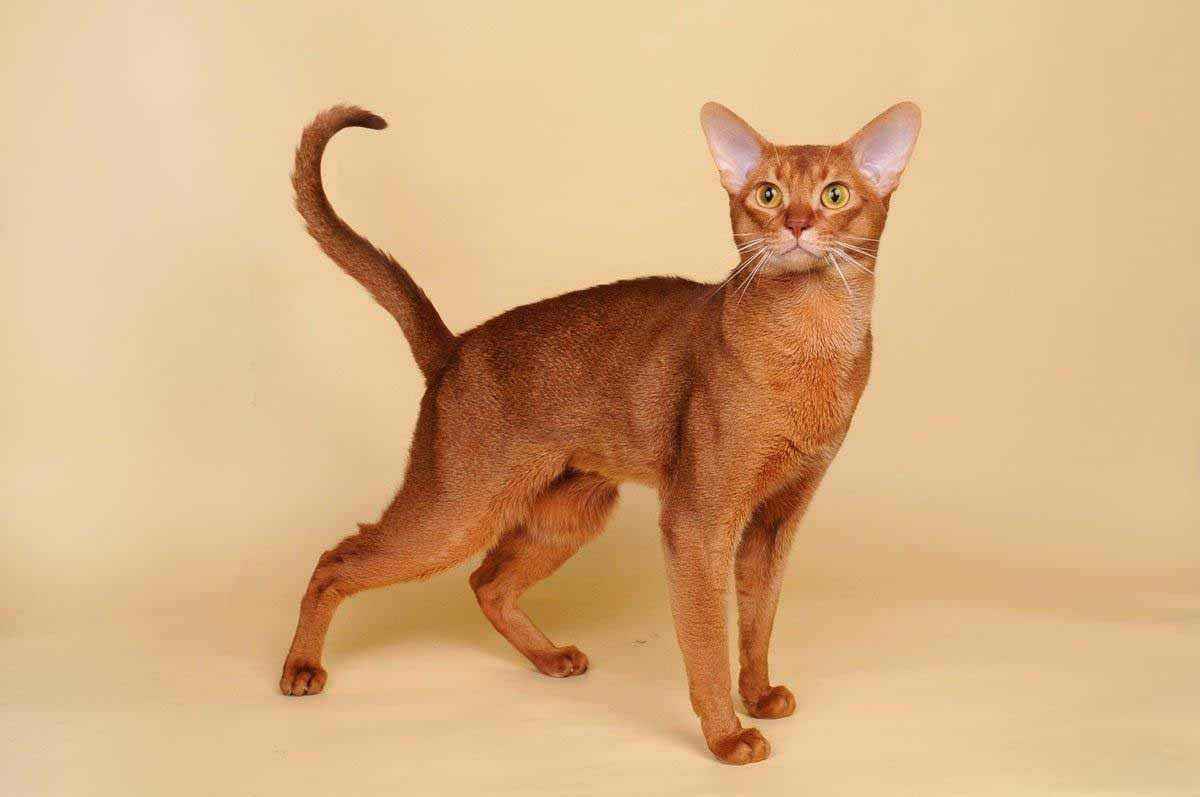 阿比西尼亚猫的形态介绍室内萌宠