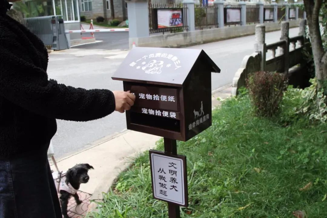 仍有不少人遛狗不牽繩……