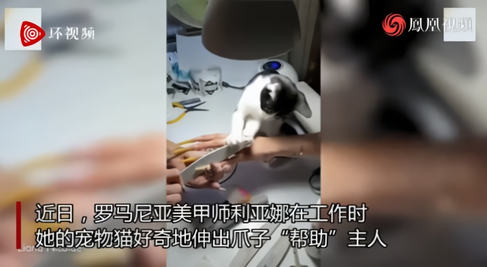 有其主必有其喵！罗马尼亚一只小猫帮助美甲师主人做美甲