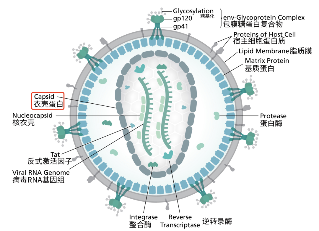 HIV结构示意图图片