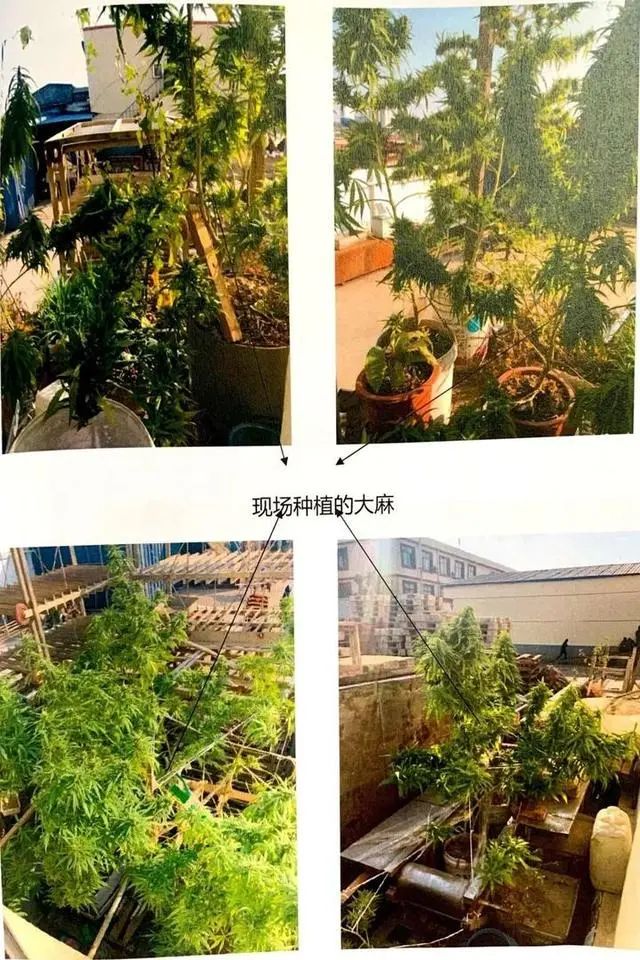 留学生竟怂恿父亲在家种大麻 赚零花钱 结果 Acfun弹幕视频网 认真你就输啦 W ノ つロ