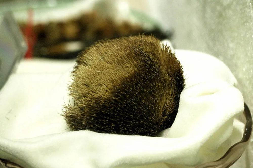 麝香灵猫香海狸香这些动物的味道何以成为欧洲人的心头好