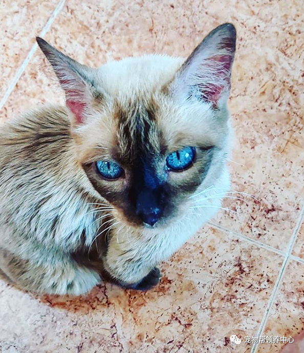 17岁邻家高冷女王猫性情突变每日蹲守门口求摸原因超可爱