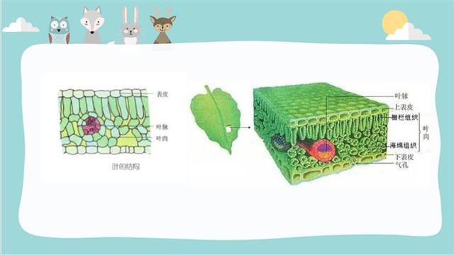 白菜叶的结构介绍图片图片