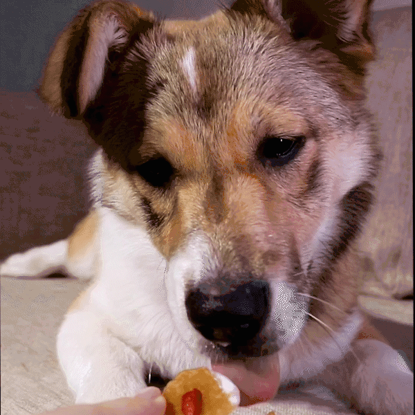 "狗狗总吃小姐姐的豆腐,我决定做点豆腐让它吃个够!" | 内含制作秘籍