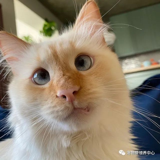 猫咪天生斗鸡眼视角受限模样无辜但私下性格却是