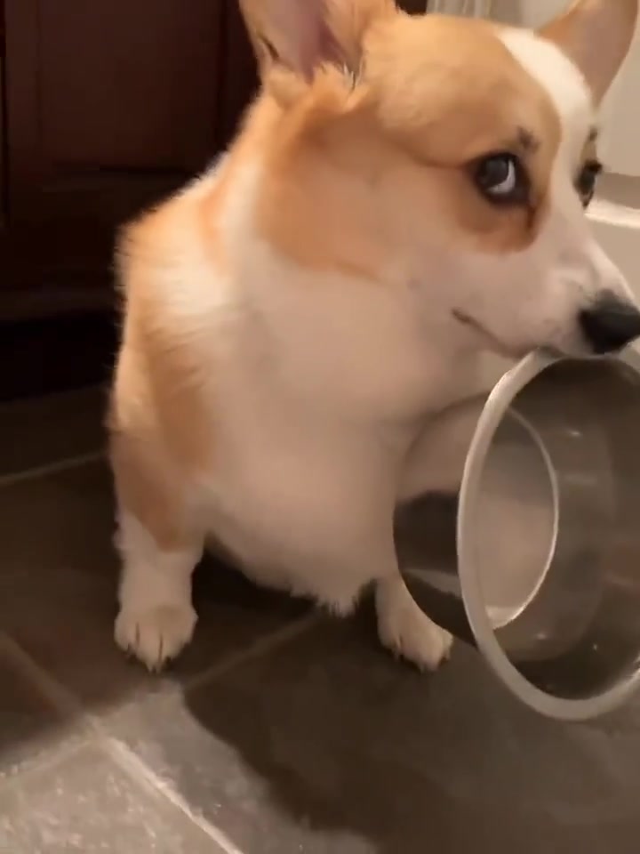 铲屎官每次上大号柯基都会叼着饭盆过来我想趁热吃点