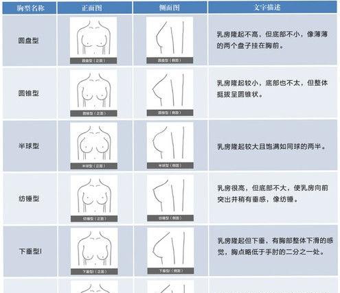 胸围 等级划分图片