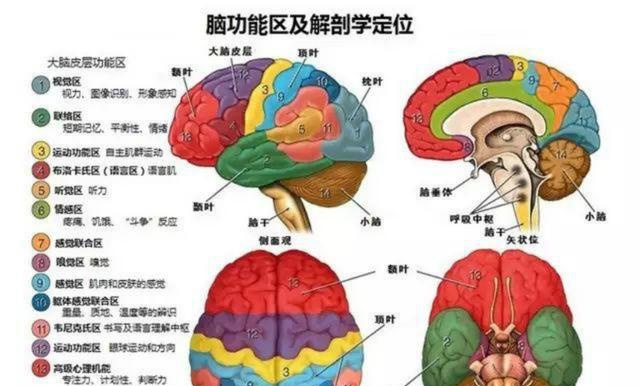 第一,左右大脑的确存在细微差别