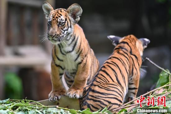 9月28日,廣東省廣州市,華南虎雙胞胎亮相長隆野生動物世界,與遊客見面