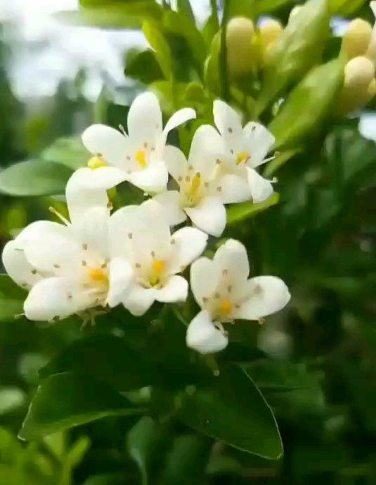 香飘九里的小白花,一簇簇地开,小区邻居全说好闻!__凤凰网