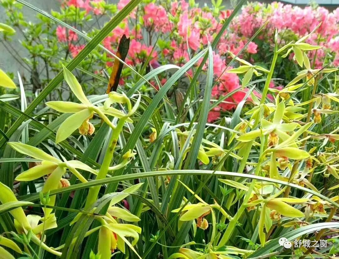 舒城晓天杜鹃花开!罕见的五颜六色