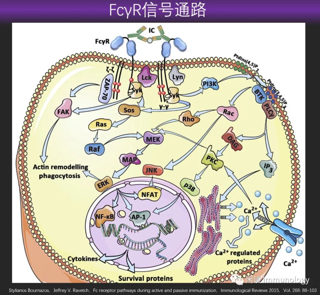 2型fcγr(dc-sign/cd209, cd23/fcεrii),他們都是c型凝集素受體,在