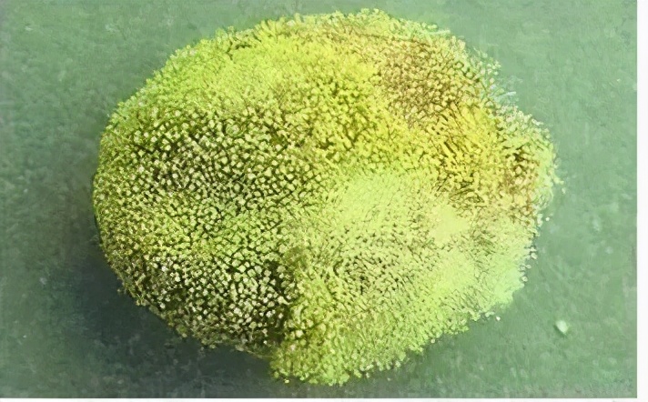 五步解决黄曲霉毒素风险|三饮茶会遇见金花藏茶