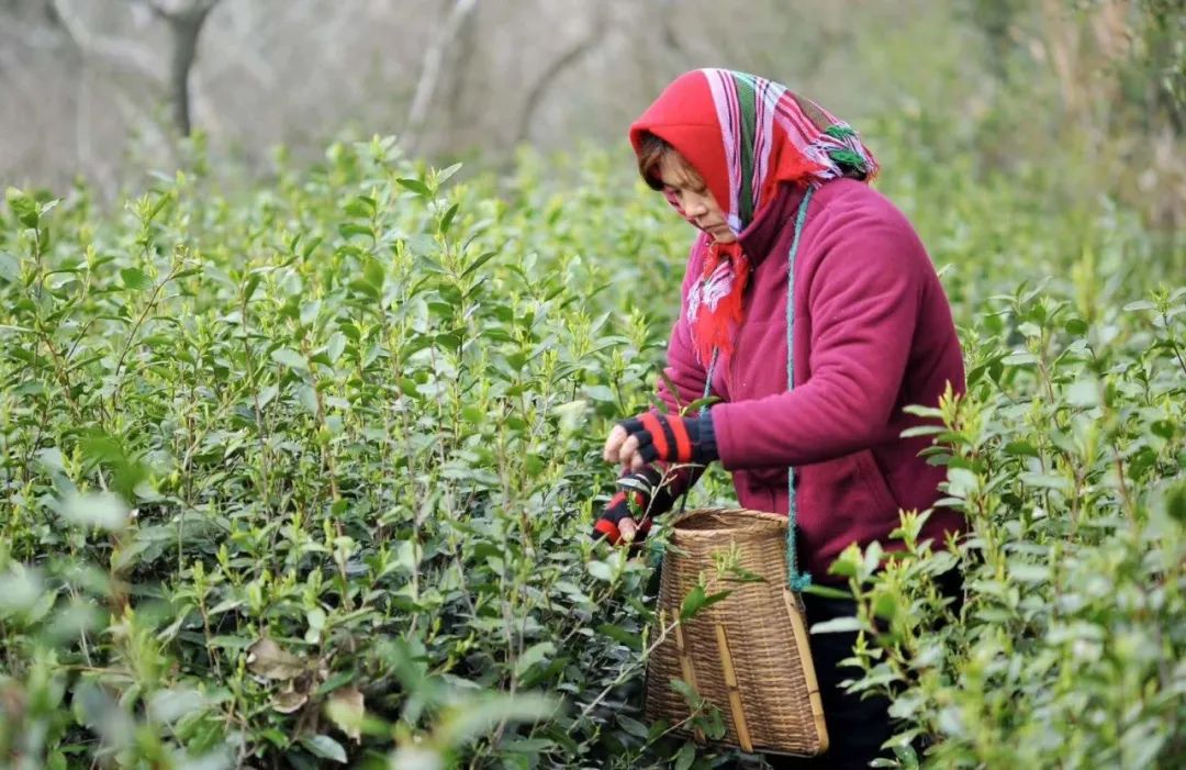 佛茶得名於普陀山,根據《定海縣誌》載: