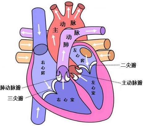 心脏的四个瓣膜分别是二尖瓣,三尖瓣,主动脉瓣和肺动脉瓣
