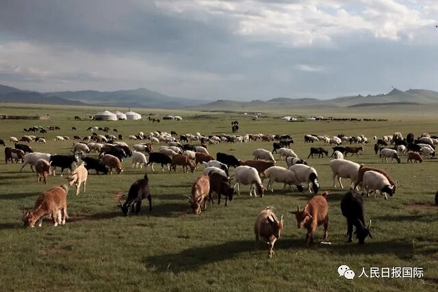 蒙古国赠送的3万只羊什么时候赶过来？确切消息来了