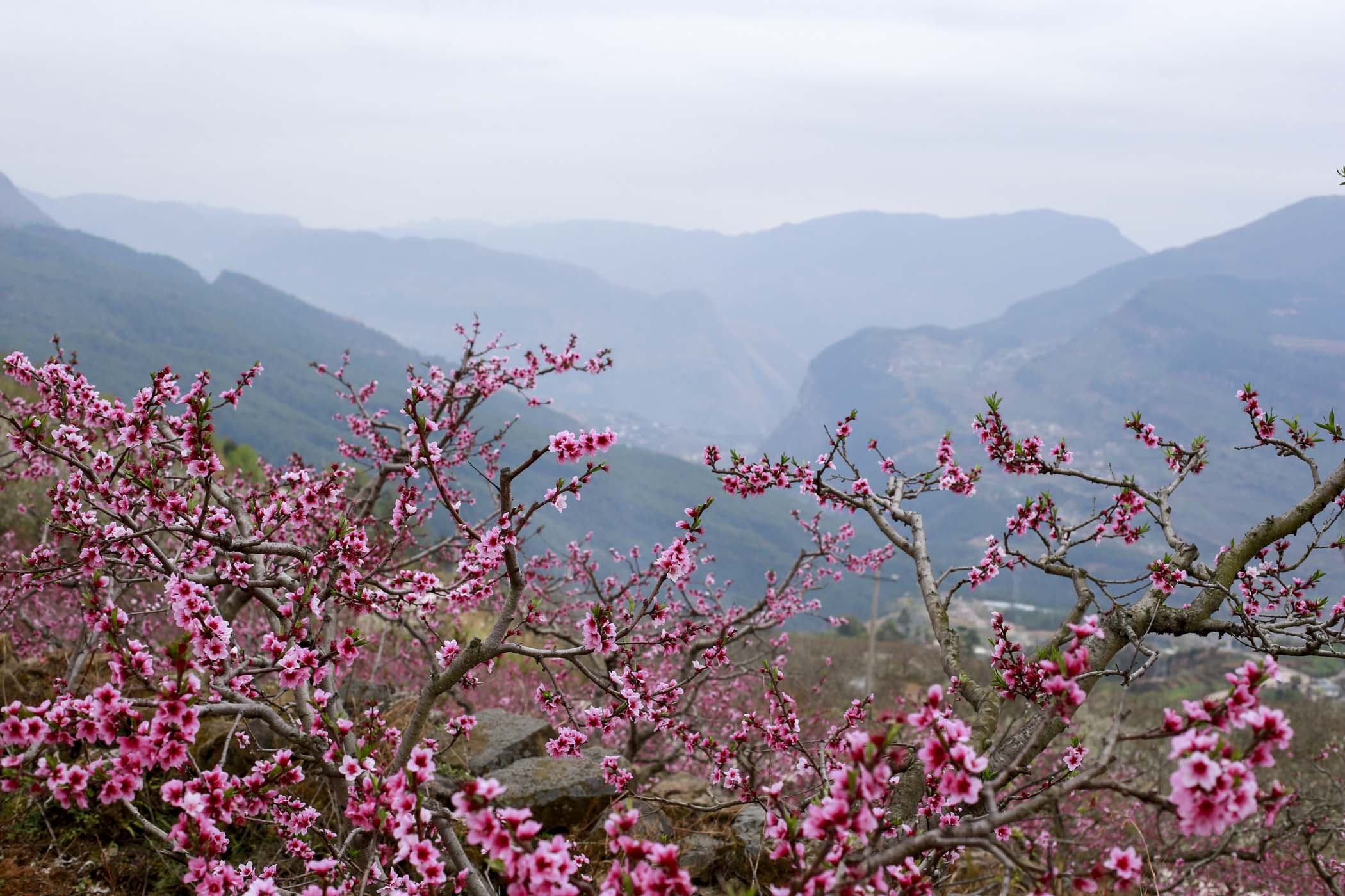 贵州威宁6000亩桃花次第开放漫山遍野如朝霞卷地