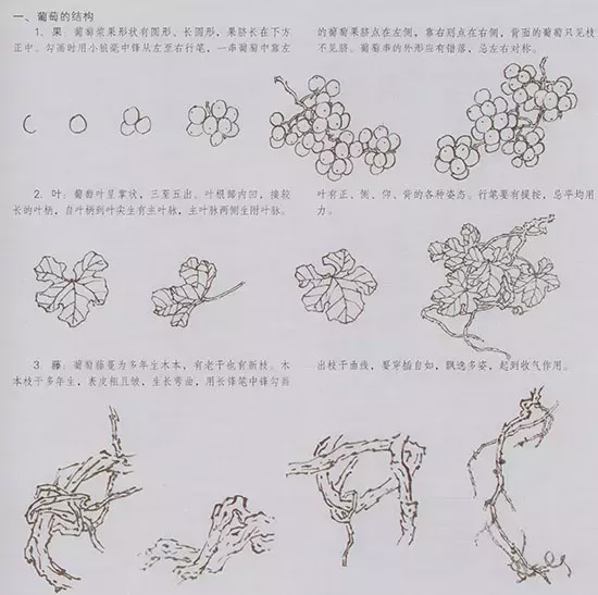 带你了解写意葡萄画的技法