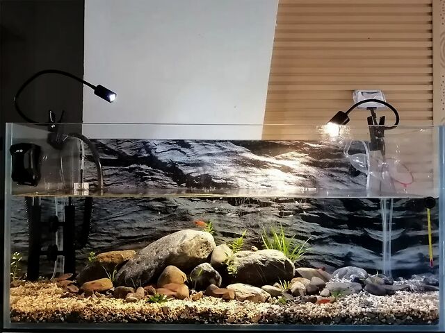 蓝色系入门鳌虾另类生态缸照样好玩