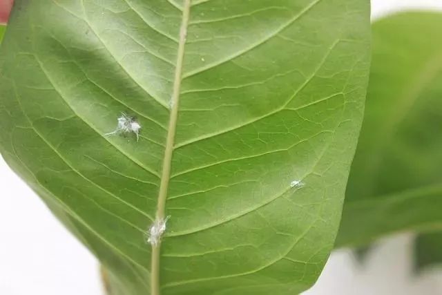 养盆栽植物最常见的几种虫害 教你正确的处理方法 让害虫远离 养盆栽植物最常见的几种虫害 教你正确的处理方法 让害虫远离