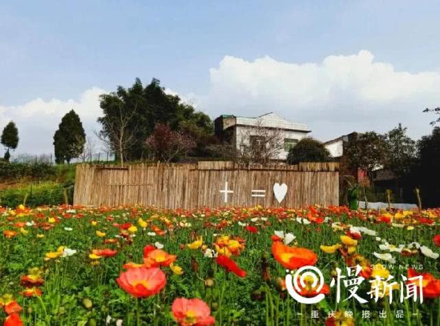 踏青賞花好時節 重慶沙坪壩區這些公園景點恢復開放