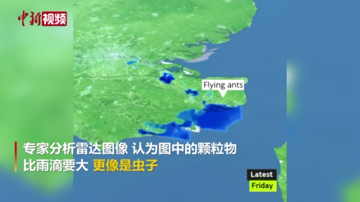 英国上空现巨型飞蚁群