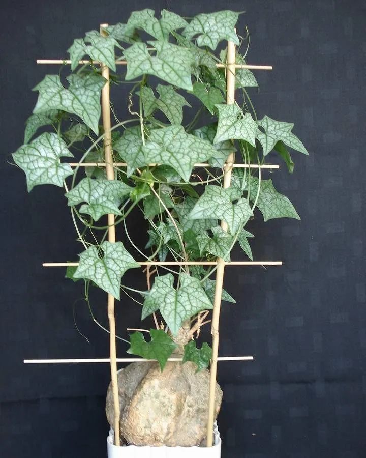 块根像花岗岩的睡布袋观赏植物养成盆栽后还能爬藤生长