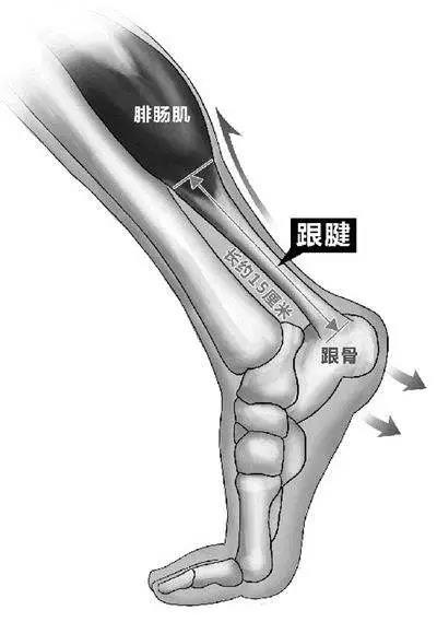 易建联跟腱断裂 跟腱断裂的后果有多严重 凤凰网