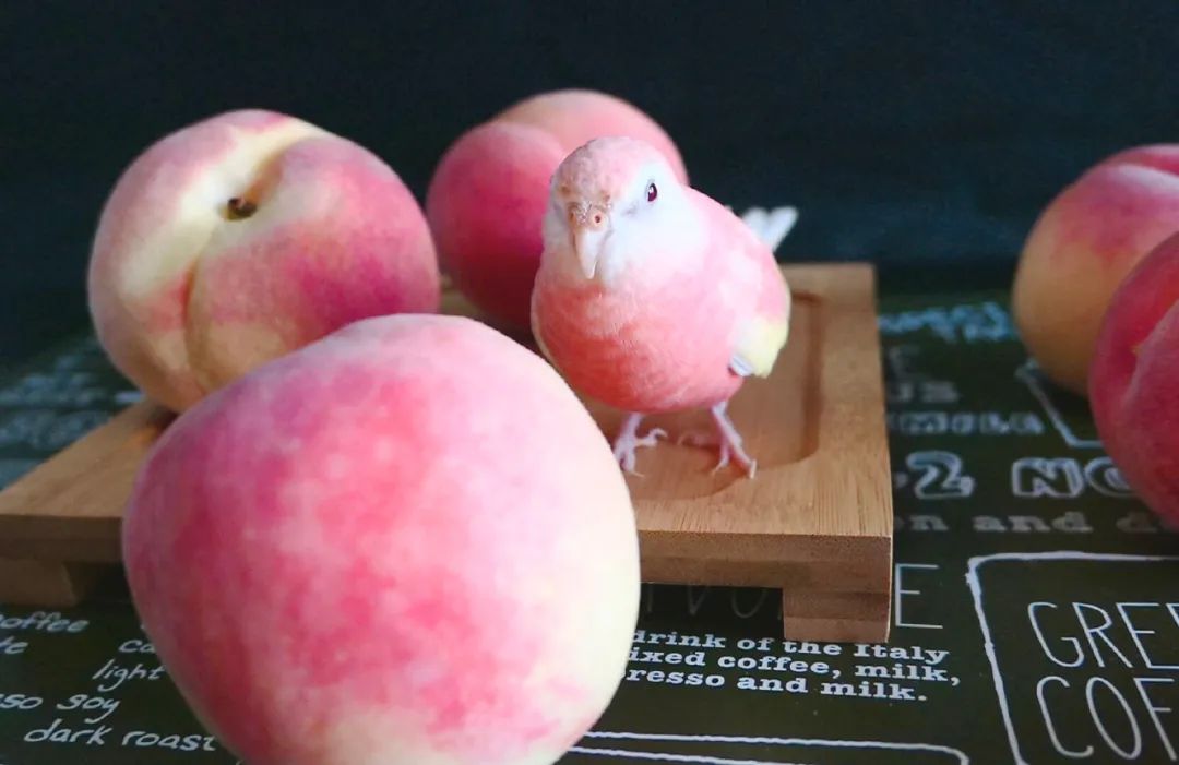 看完这只鹦鹉后终于知道什么叫做人间水蜜桃了