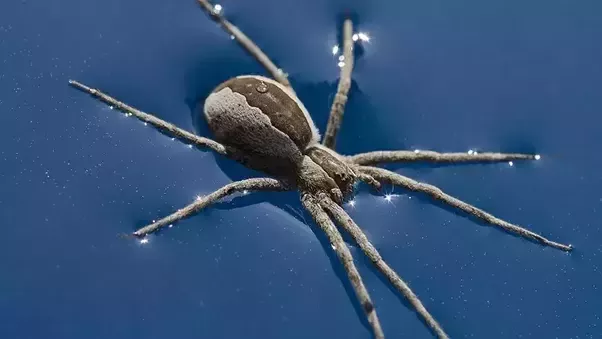 科学家揭示蜘蛛能织个"气球"让自己随风飞向新领地