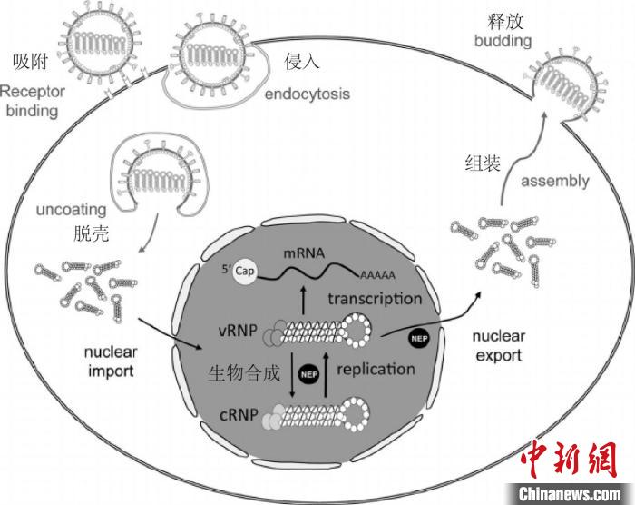 病毒增殖过程图片