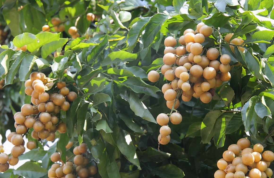 12月如何促进黄皮树花芽分化,种植技术有哪些,学好管理措施__凤凰网