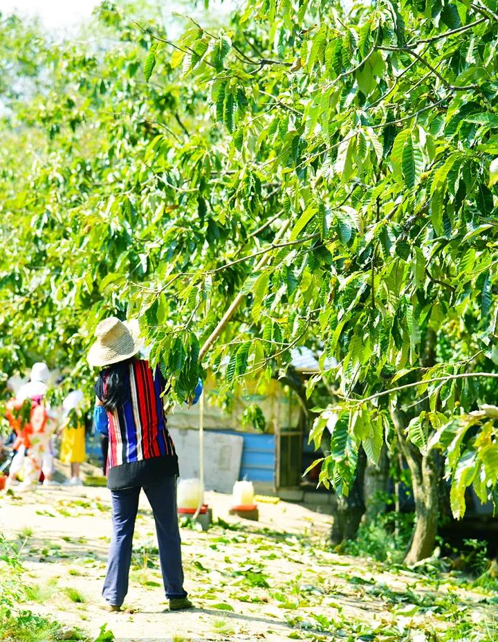 上山打板栗,吃正宗吊锅!武汉出发2小时,会玩的人原来都去这儿了