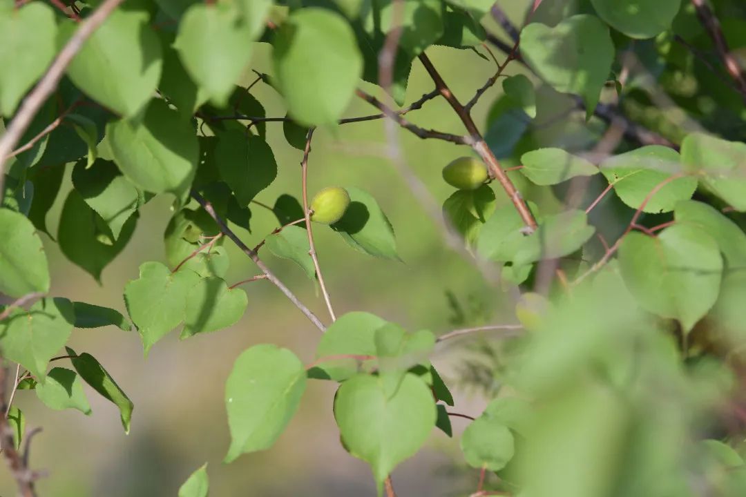 这里有蚂蚁森林送你的夏日专属小杏运