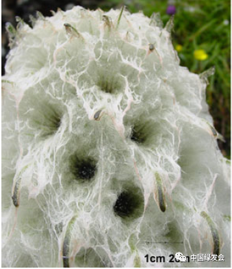 绵头雪兔子(saussurea laniceps),图源:law and salick(2005)[2];law