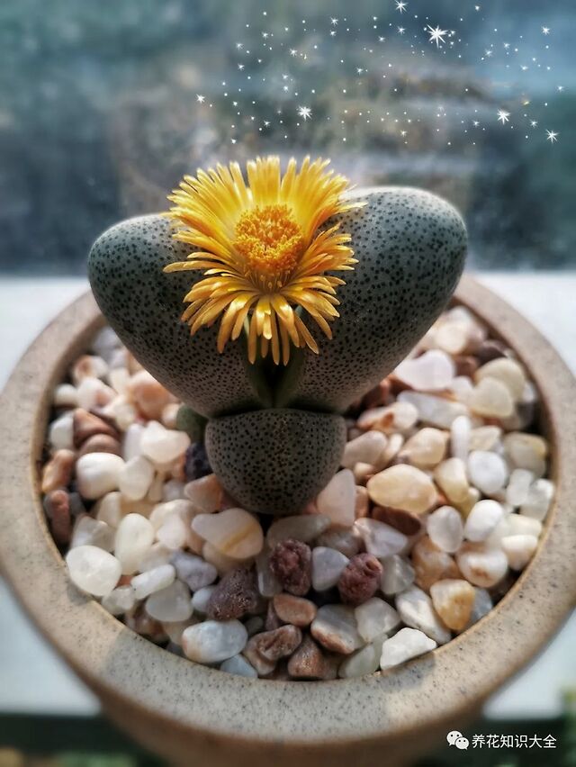 石头开花,千年等一回,太美了,见者有福