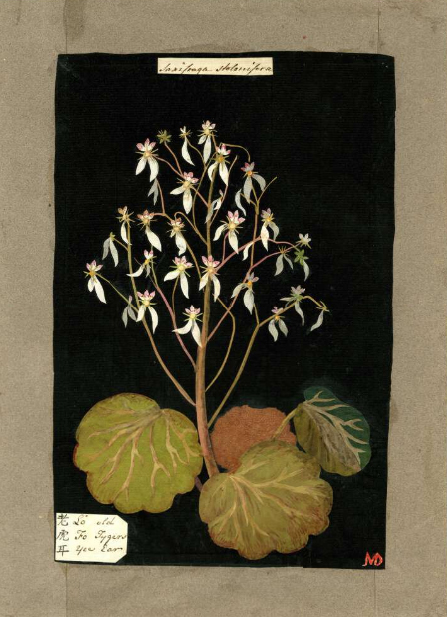 玛丽·德兰妮,虎耳草(中文名是黄亚东告诉德兰妮),彩色纸拼贴,大英博物馆藏 ∣ Mary Delany, Saxifraga Stolonifera, Collage of coloured papers 1772-1775