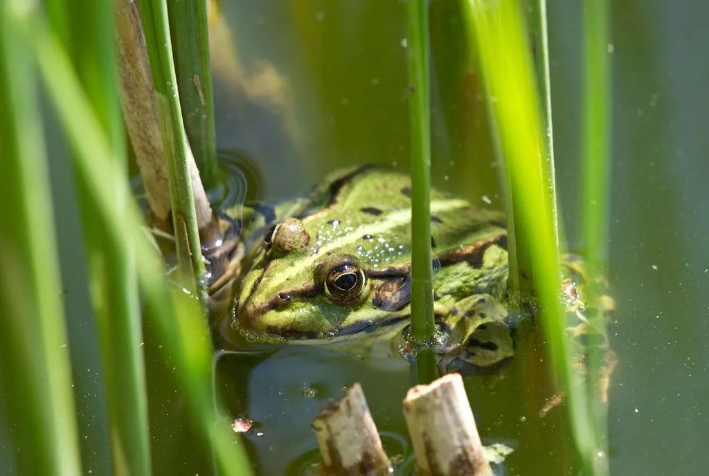 远逝的蛙声 作者 李兴柏 凤凰网 远逝的蛙声 作者 李兴柏 凤凰网
