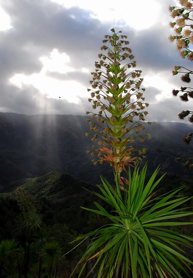 云游 夏威夷线上的一花一世界 凤凰艺术