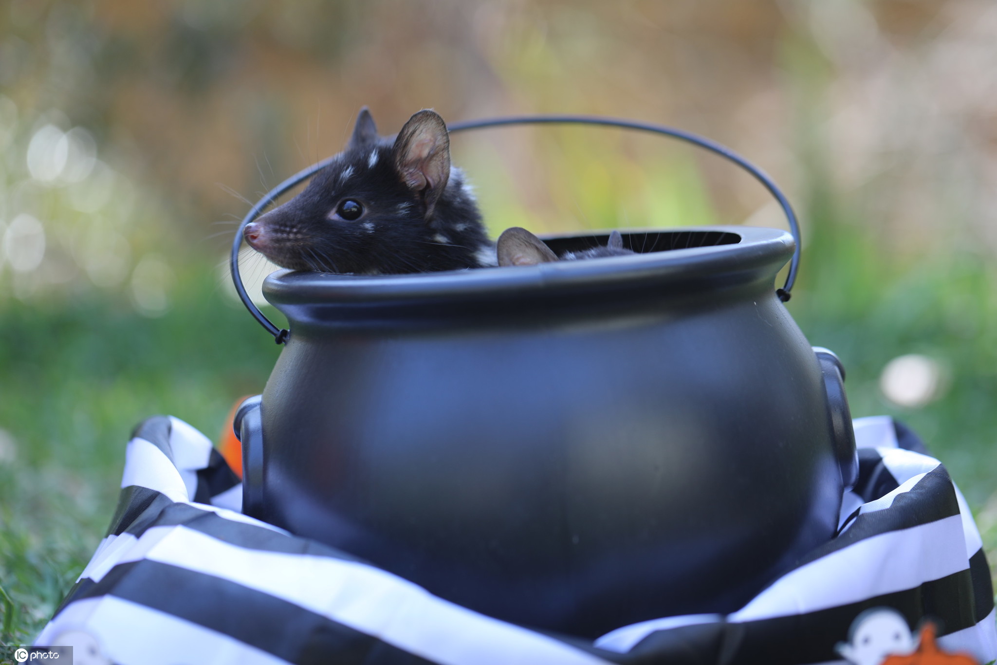 当地时间2020年10月30日,澳大利亚爬行动物园给小动物准备了万圣节大餐,袋獾、考拉和加拉帕戈斯象龟等动物吃南瓜津津有味。