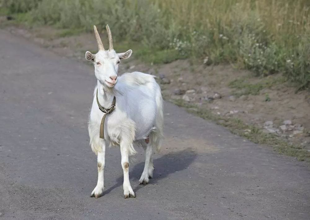 总算有部能打的翻拍佳作