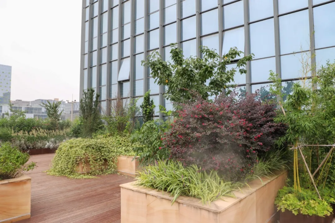 楼顶的空地被分成不同的区域 栽种着各种各样的花卉和绿植 修剪整齐的