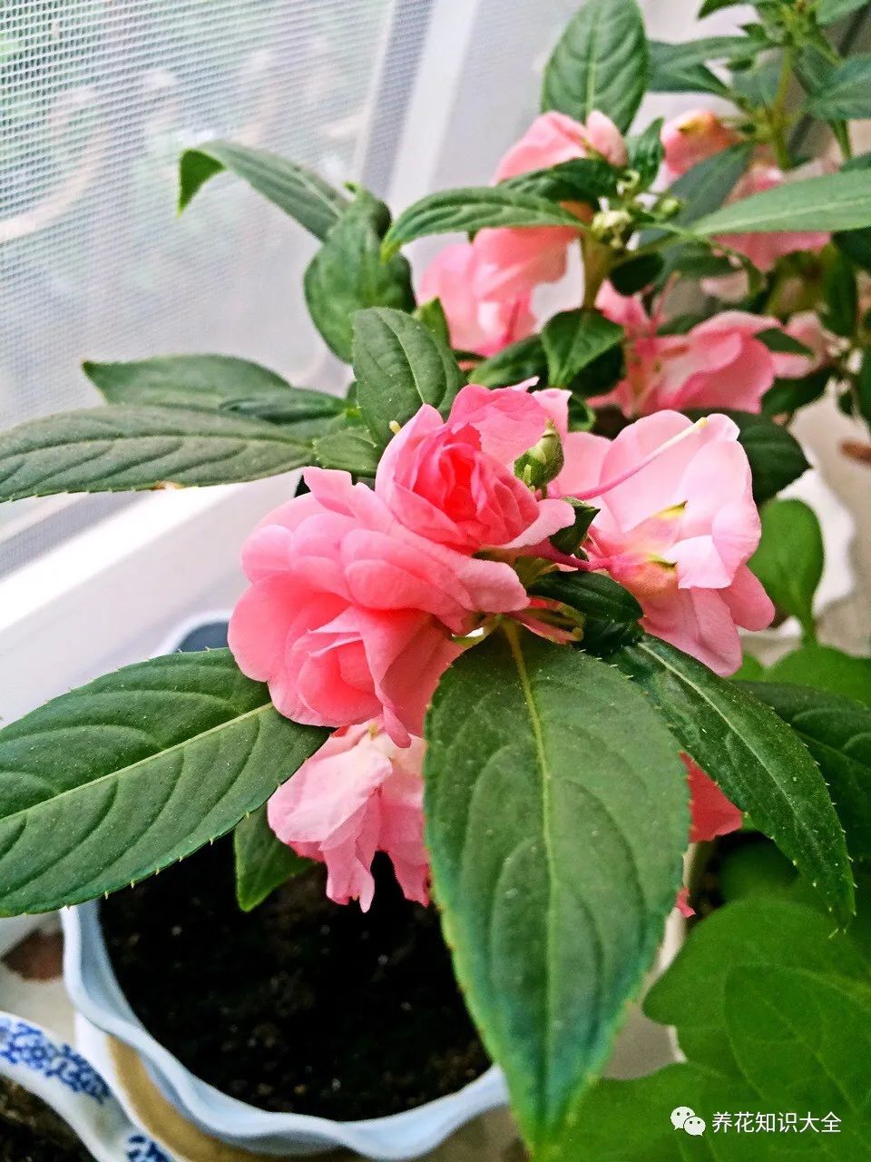 茶花凤仙(茶花凤仙有毒吗)