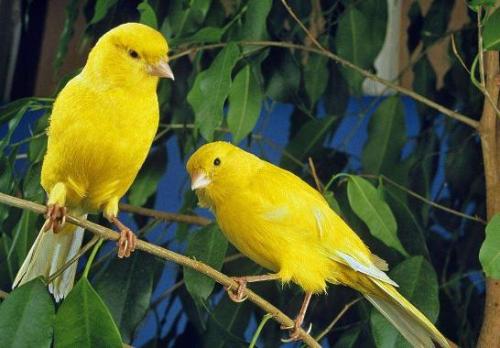 动妖局萌宠乐园之笼中的贵族金丝雀的详细介绍