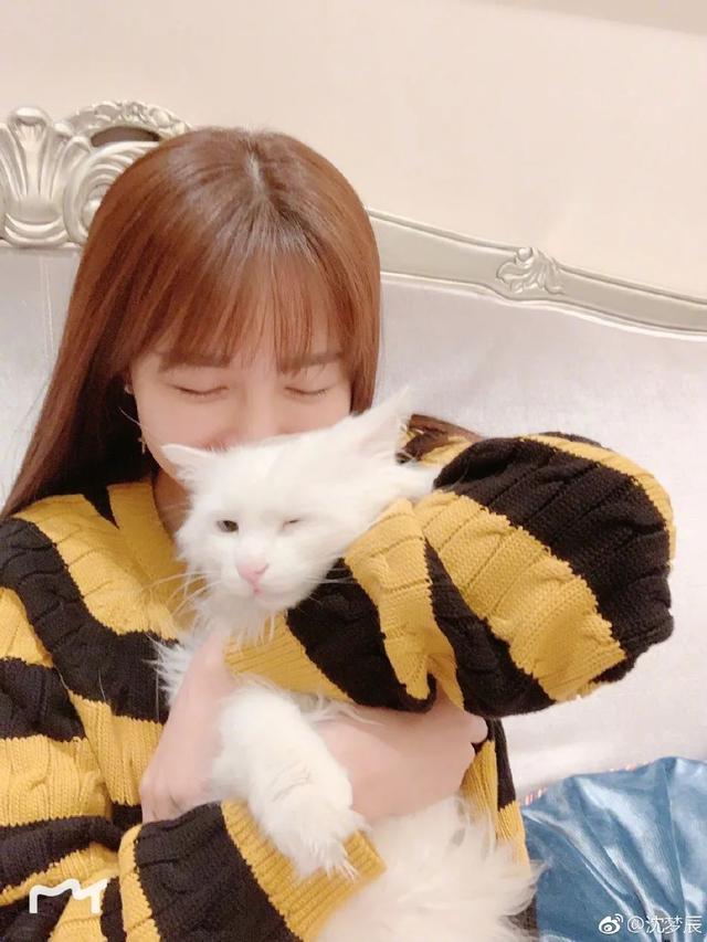 潮人们都在疯狂吸猫爱猫人士的专属座驾就是这台好猫