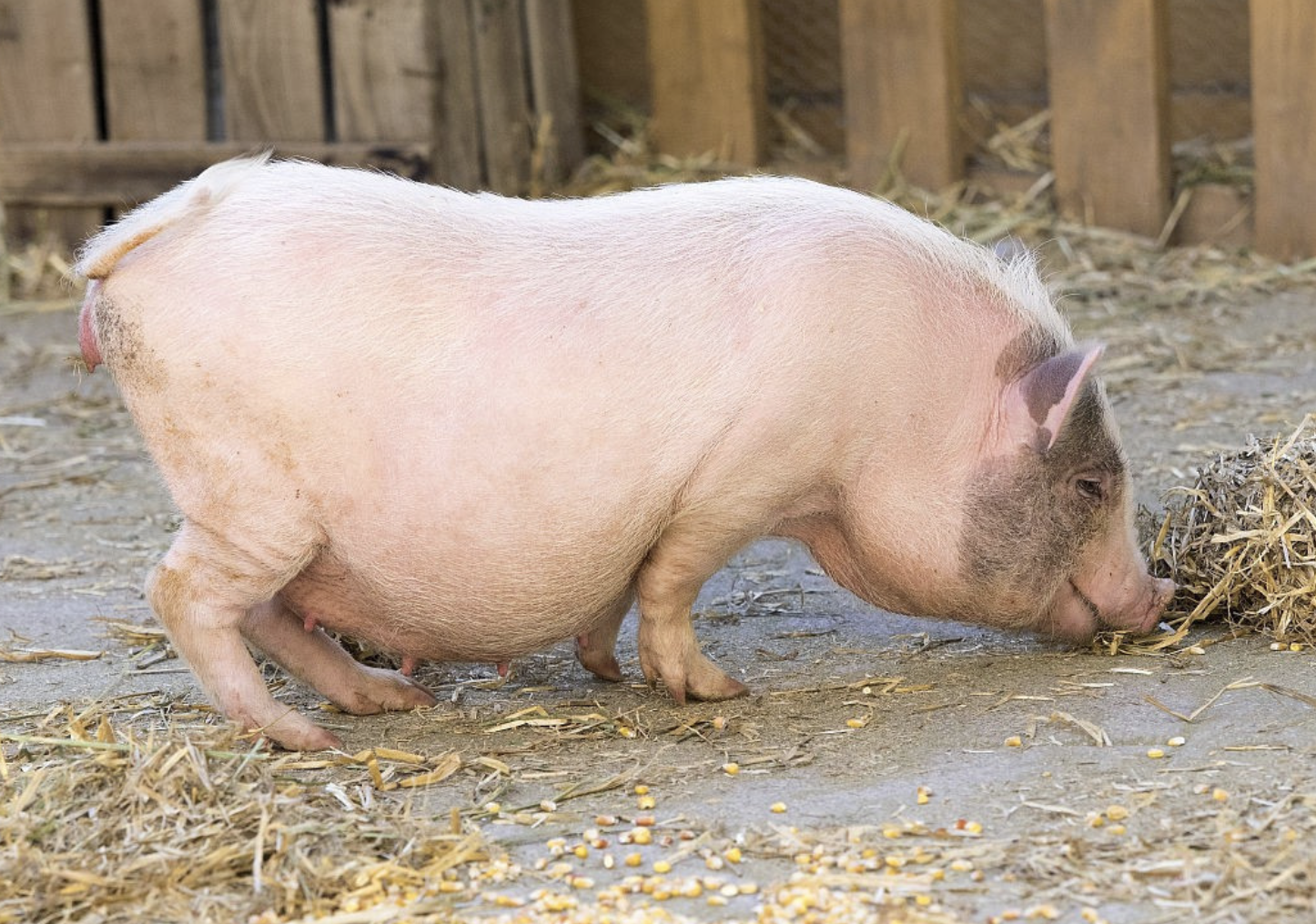 1000家房企转型养猪,巨头们的"养猪之战"开始了?