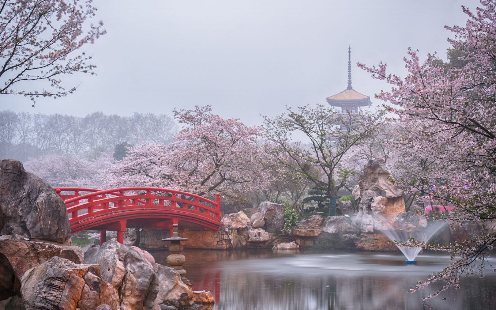 最美樱花季 ~ 不用去日本，苏州、无锡美轮美奂赏花三日行-无锡旅游攻略-游记-去哪儿攻略